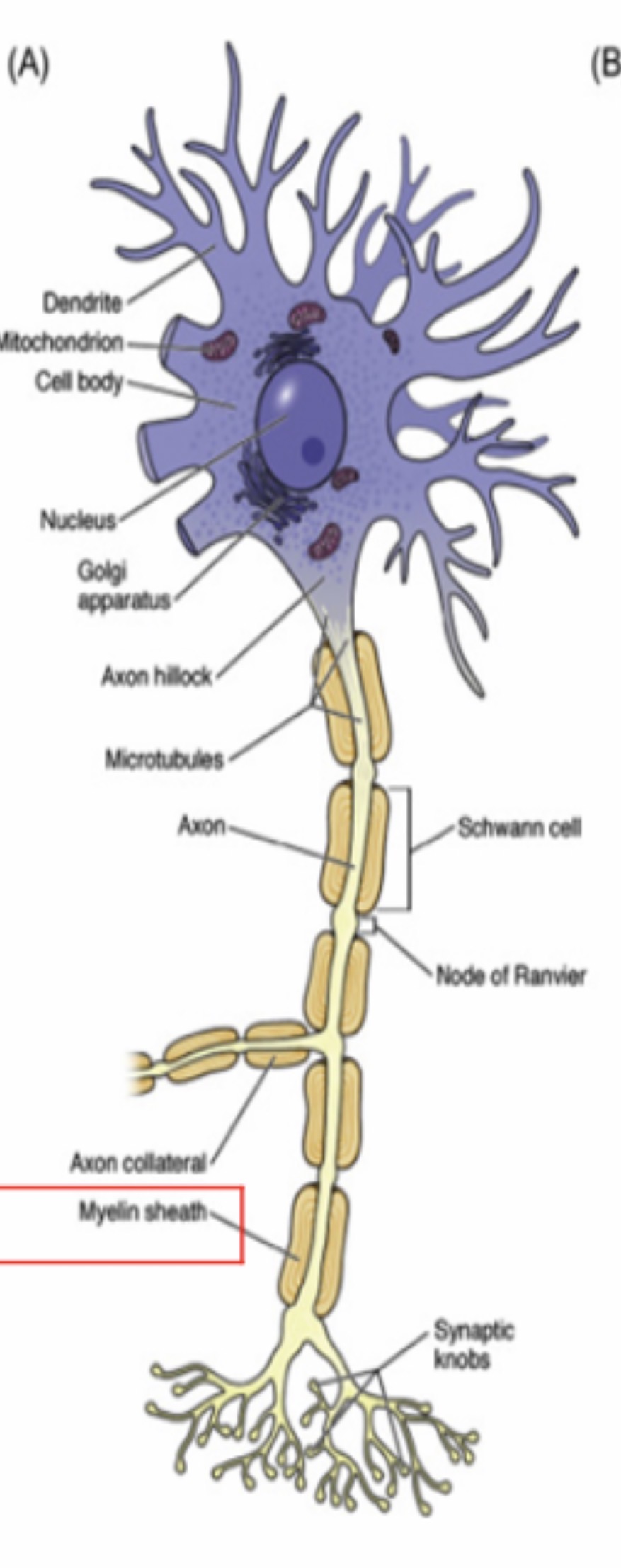 <p>Telodendria : Function : Transmit nerve impulses to the next neuron, muscle, or gland.</p>
