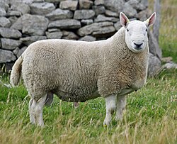 <p>white face and legs (no wool on either); black muzzle, feet, and ears; pointy ears</p>