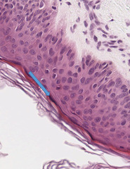 <p>Identify the indicated layer</p>