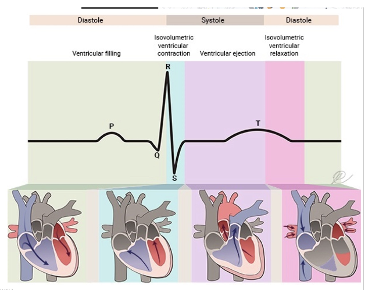 <p>Record contractions of cardiac smooth muscle produces electric activity resulting in a series of waves on the ECG.</p>