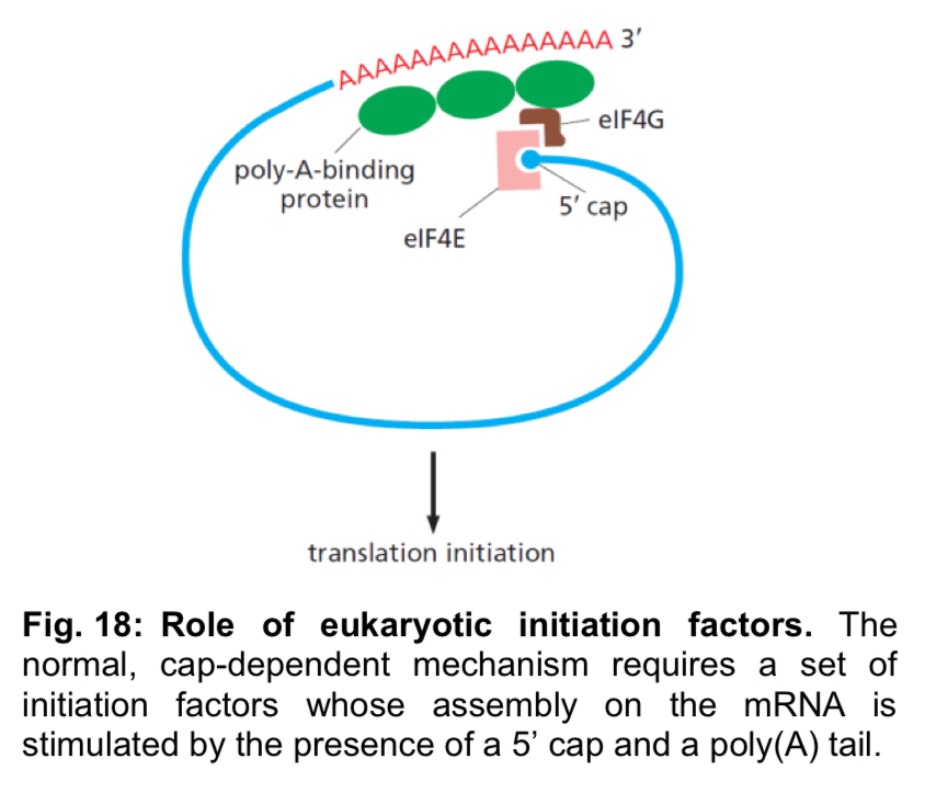 <p><u>Eukaryotic initiation factors</u></p><ul><li><p>initiation of translation in both eukaryotes and prokaryotes is dependent on <strong>translation initiation factors</strong> in addition to the small and large subunits of the ribosome</p></li><li><p>in eukaryotes, these factors are termed <strong>eukaryotic initiation factors </strong>(eIFs)</p></li><li><p>eIFs are involved in <u>scanning the mRNA for the start codon AUG, </u>locating the <u>binding site of initiator tRNA </u>to the AUG codon and forming the <strong>translation initiation complex</strong> at <u>the 5’ mRNA region</u></p></li><li><p>by varying the abundance and activity of these factors, it is possible to affect the rate of translational initiation</p></li><li><p>however, this has a global effect on overall translational activity, rather than on the rate of translation of specific mRNAs</p></li></ul><p></p>