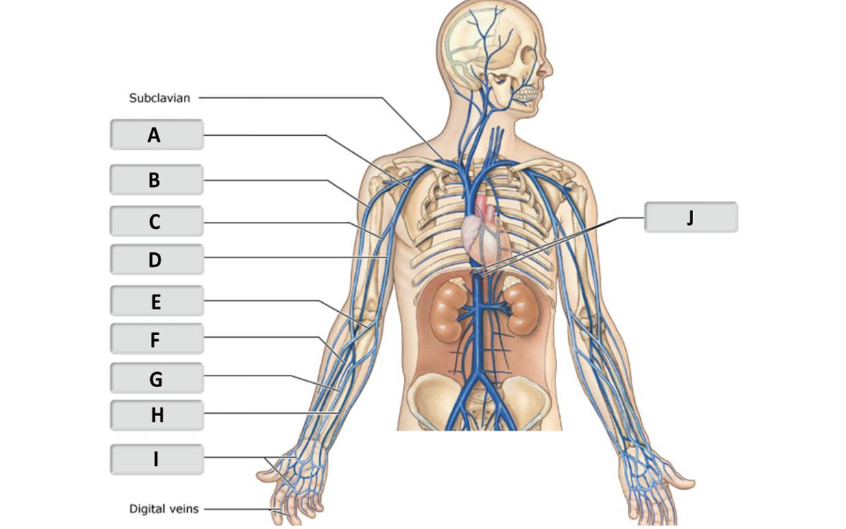 <p>cephalic vein </p>