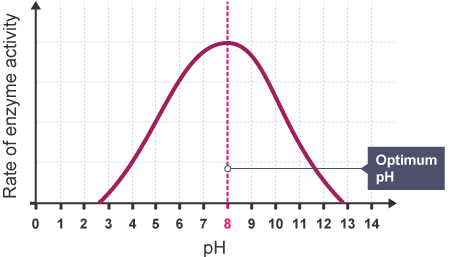 <p>Hydrogen bonds and ionic bonds in the enzyme’s structure determine its 3D shape, and thus ability to bind to the substrate. Changing pH alters the H<sup>+</sup> concentration, and extreme pH environments can alter the bonding in the enzymes and thus its 3D structure. More H<sup>+</sup> (low pH) means less R groups can interact with each other. Less H<sup>+</sup> (high pH) means more R groups can interact with each other. Every enzyme has an optimum pH at which its rate of activity is highest. </p><p>If pH change is extreme from optimum, the structure if an enzyme can be irreversibly changed, causing it to be denatured and unable to bind to the substrate. </p><p>If pH change is only minimal and then returns to optimum, an enzyme can be renatured and resume catalysing reactions. </p>