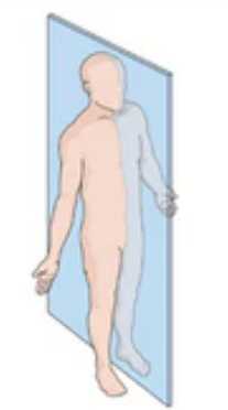 <p>Divides the body into right and left portions </p>