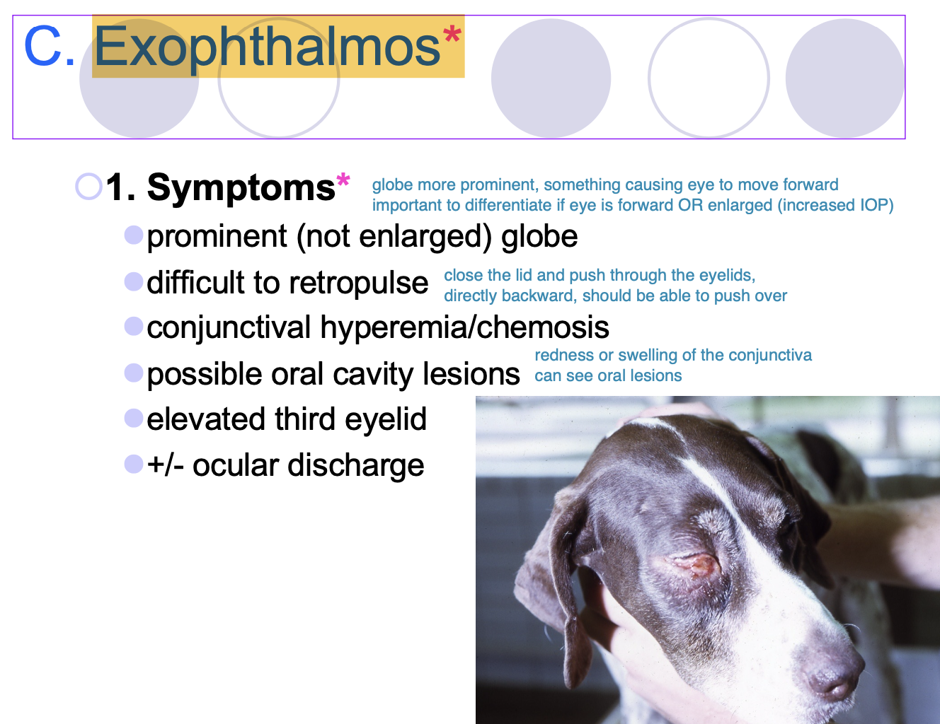<p>Prominent (not enlarged) globes.</p><p>Difficult to retropulse.</p><p>Conjunctival hyperemia/chemosis.</p><p>Possible PO cavity lesions.</p><p>Elevated third eyelid.</p><p>+/- ocular discharge.</p>