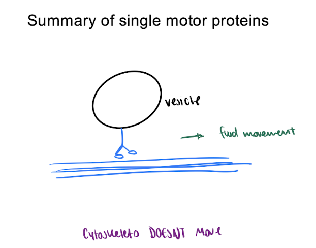 <ul><li><p>walk vesicles along cytoskeleton </p></li></ul><p></p><p>→ cytoskeleton DOESNT move</p>