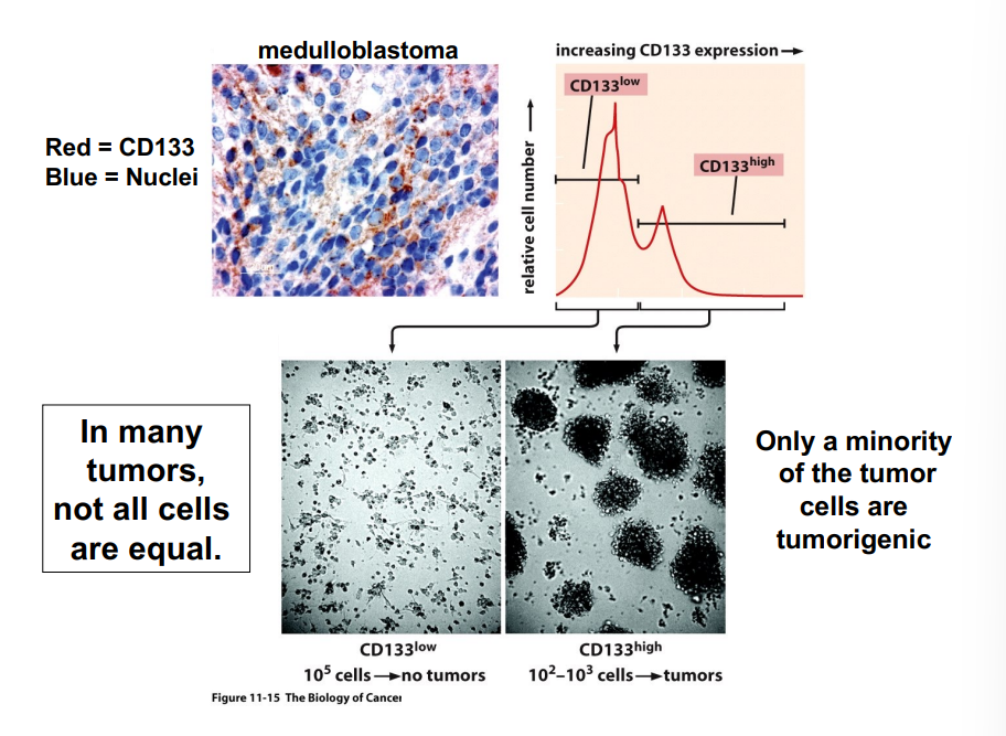 <p><span style="background-color: transparent;"><strong>Not All Cells Within a Tumor Are Equal — The Tumor Stem Cell Hypothesis</strong></span></p>