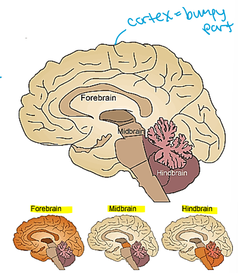 <ol><li><p>Hindbrain</p></li><li><p>Midbrain</p></li><li><p>Forebrain</p></li></ol><p></p>