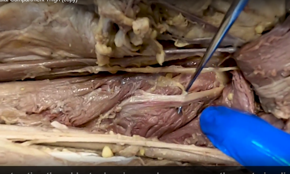<ul><li><p>deep to adductor brevis (which is deep to Longus)</p></li><li><p>sits on top of adductor magnus</p></li></ul><p></p>