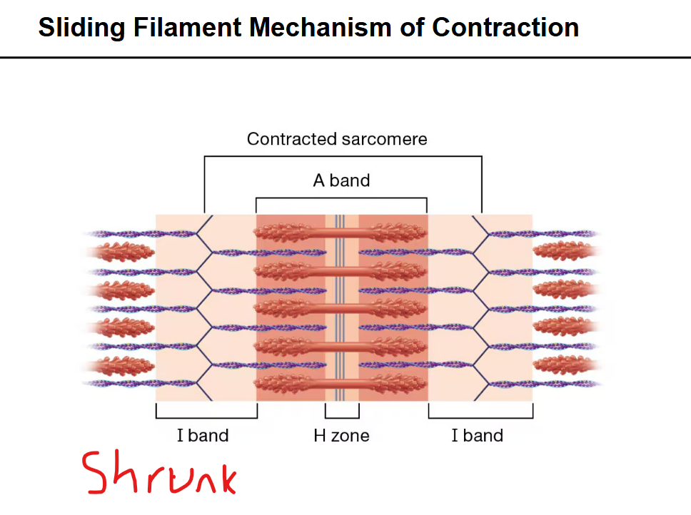<p>What happens to sarcomere myofilaments during constriction</p>
