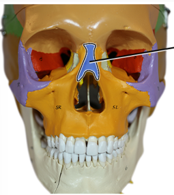 <p>What Bone is blue?</p>
