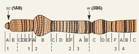 <p><span>Cytogenetic Map</span></p>