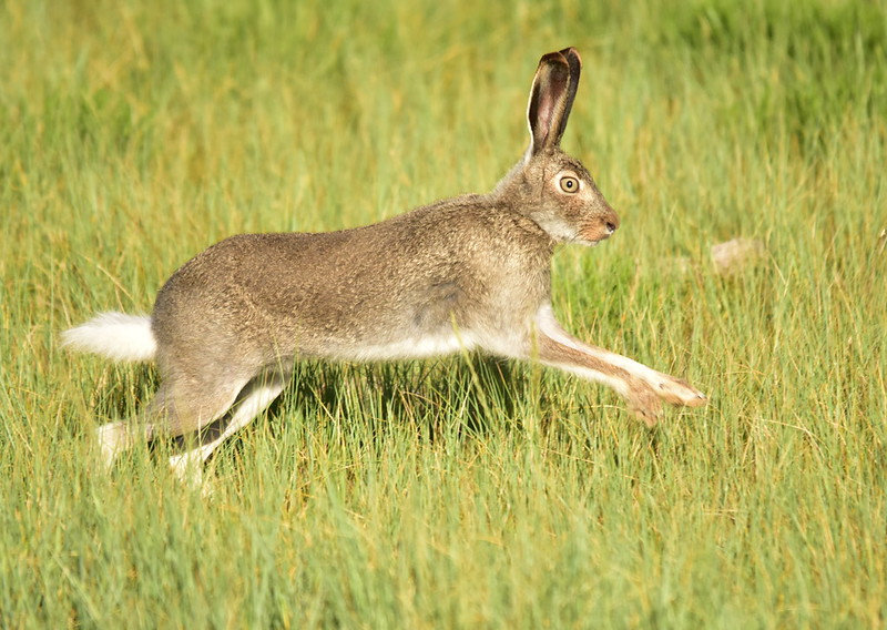 <p>Common Name: White-tailed jackrabbit</p>