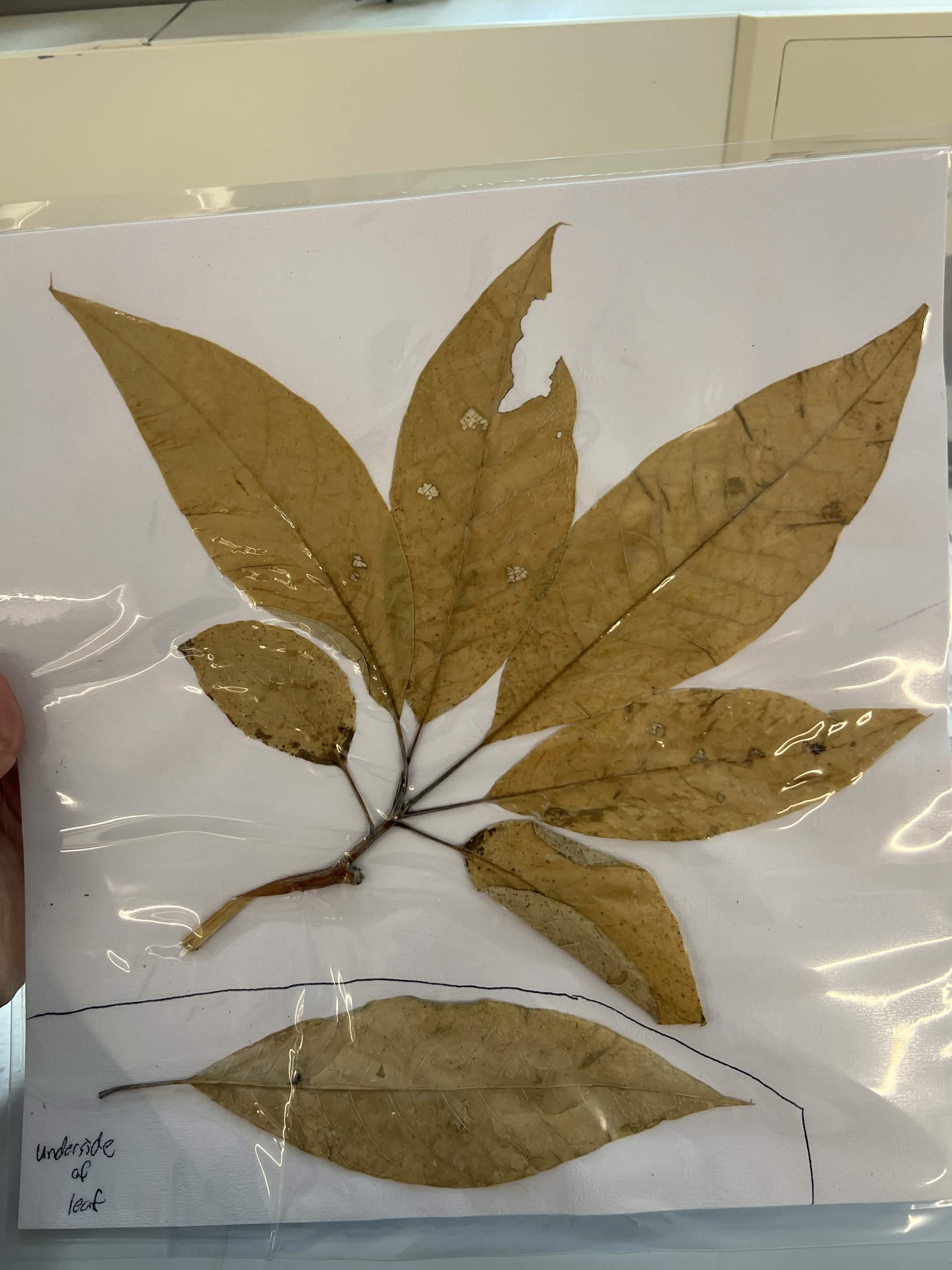 <p>Common name and scientific name?</p>