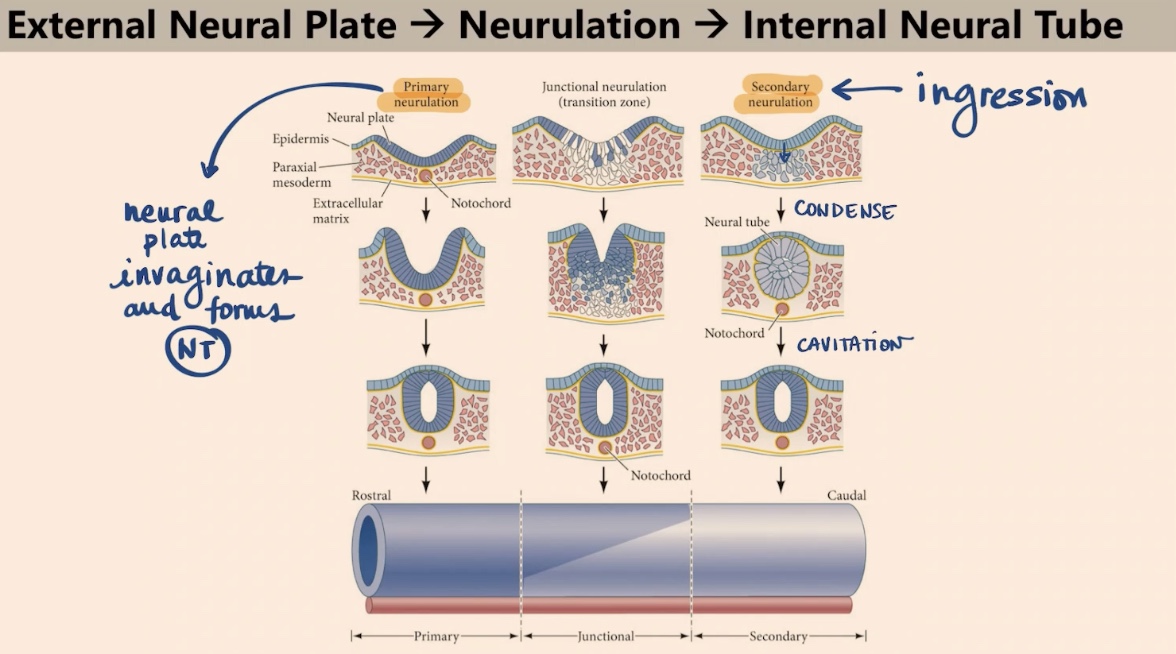 <ul><li><p>Primary Neurulation → involves the invagination of the neural plate </p></li><li><p>Secondary Neurulation (called Ingression) → and consists in those cells from the ectoderm moving loose in attachment → forming condensates and later on → cavitating </p></li></ul><p></p>