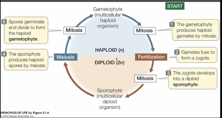 <p><strong>In a plants</strong>: A diploid adult organism that undergoes meiosis, and some part of that adult organism produces haploid spores. Those spores undergo division (mitosis) turning into a gametophyte. </p><p>Then after that gametophyte been there for a while some cells will break off though mitosis and form plant sperm or egg, and fertilize each other. (from different plants) and produce an adult plant. (Diploid sporophyte)</p>