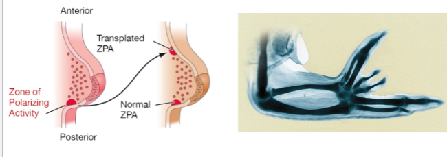 <ul><li><p>expresses ssh</p><ul><li><p>thumb to pinky gradient</p></li><li><p>mutation — polydactyly, mirrored fingers </p></li></ul></li></ul><p></p>