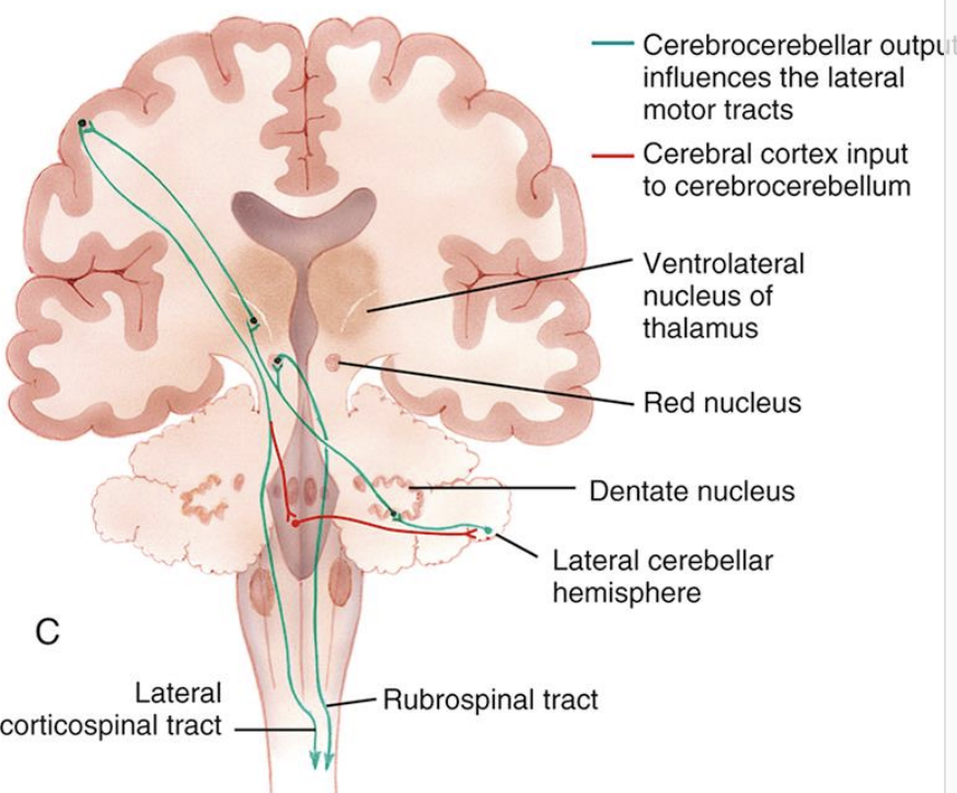 <ul><li><p>planning of movements </p></li><li><p>initiation of coordination of movements </p></li><li><p>timing of movements </p></li><li><p>precise distal motor control (fractionation) </p></li><li><p>ongoing execution of movements </p></li></ul><p></p>