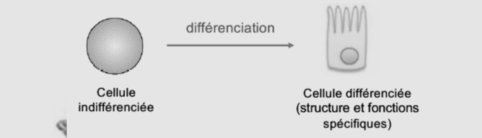 <p>Il s’agit d’un processus continu qui passe par différents stades et on passe d’une cellule indifférenciée à une cellule différenciée </p>