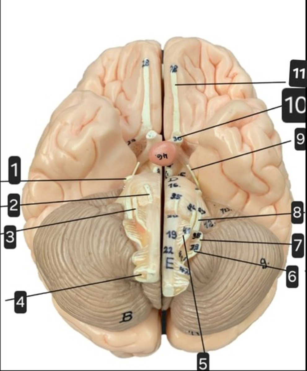 <p>10</p>