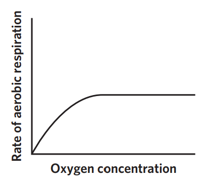 <ul><li><p>aerobic respiration requires oxygen for the ETC to function. when oxygen is not present, the cell switches to anaerobic respiration. as oxygen is increased, the CRR increases, but also only till enzymes are saturated</p></li></ul><p></p>