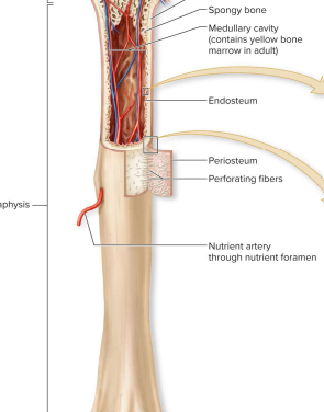 <p>-elongated, cylindrical shaft that provides leverage & weight support </p><p>-compact bone w/ thin spicules of spongy bone extending inward </p>