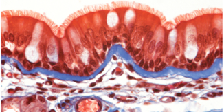 <p>Whats on the apical surface</p>