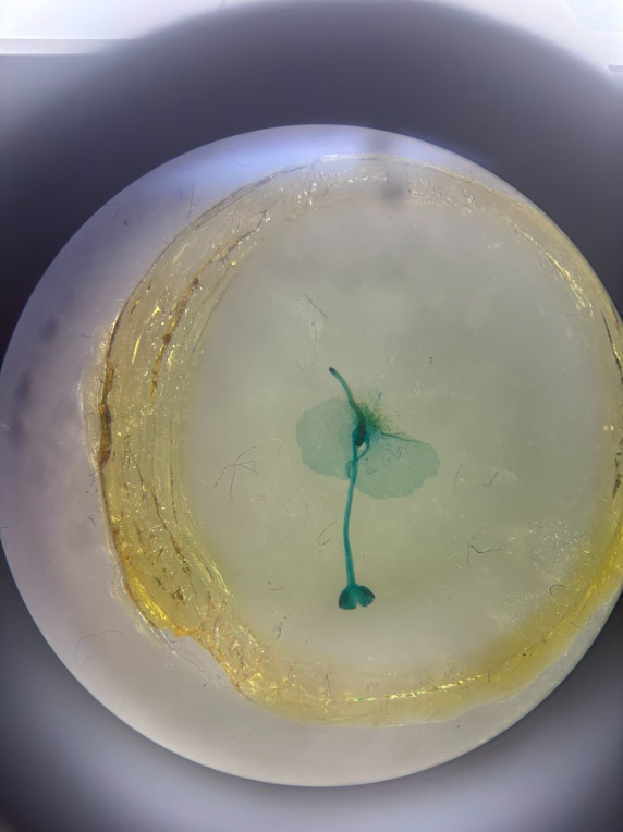 <ul><li><p><strong>Diploid</strong></p></li><li><p><strong>Sporophyte</strong></p></li><li><p>Baby sporophyte emerges <strong>from archegonium</strong></p></li><li><p>Has first root, leaf, and stem</p></li></ul><p></p>