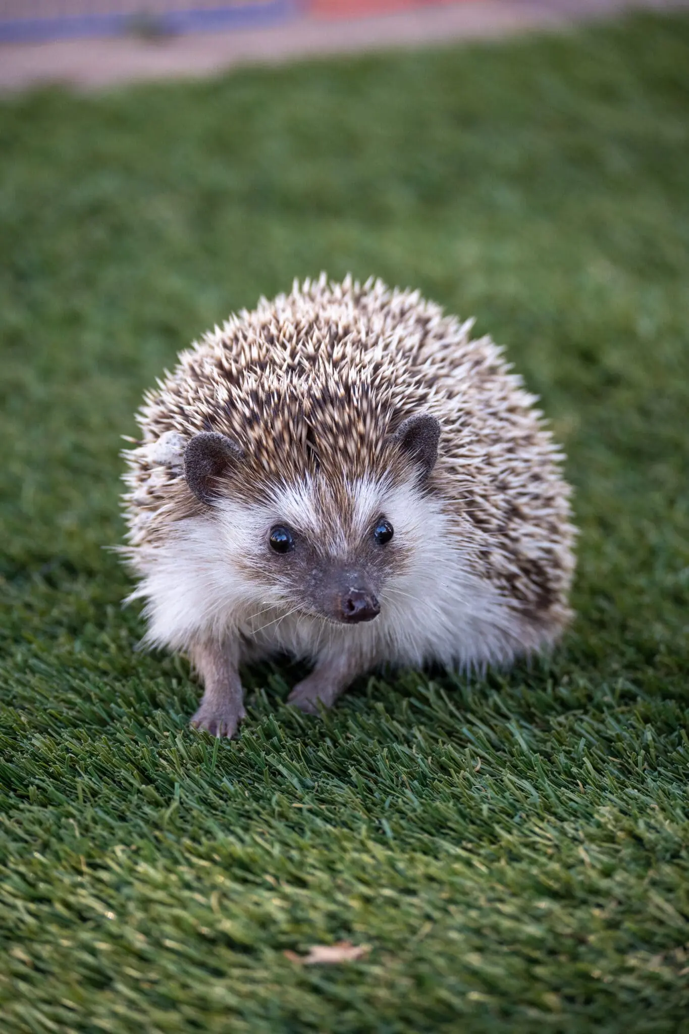 <p><strong>Hedgehogs</strong> often sleep during the winter.</p>