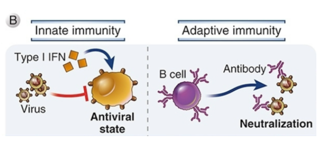 <ul><li><p><span style="background-color: transparent;">“Interferon” derived from ability to interfere with viral infection</span></p></li></ul><p></p><ul><li><p><span style="background-color: transparent;">Expression of type 1 IFNs is induced in many cell types through pattern recognition receptors</span></p><ul><li><p><span style="background-color: transparent;">IFNs induce expression of enzymes that block viral replication</span></p></li></ul></li></ul><p></p>