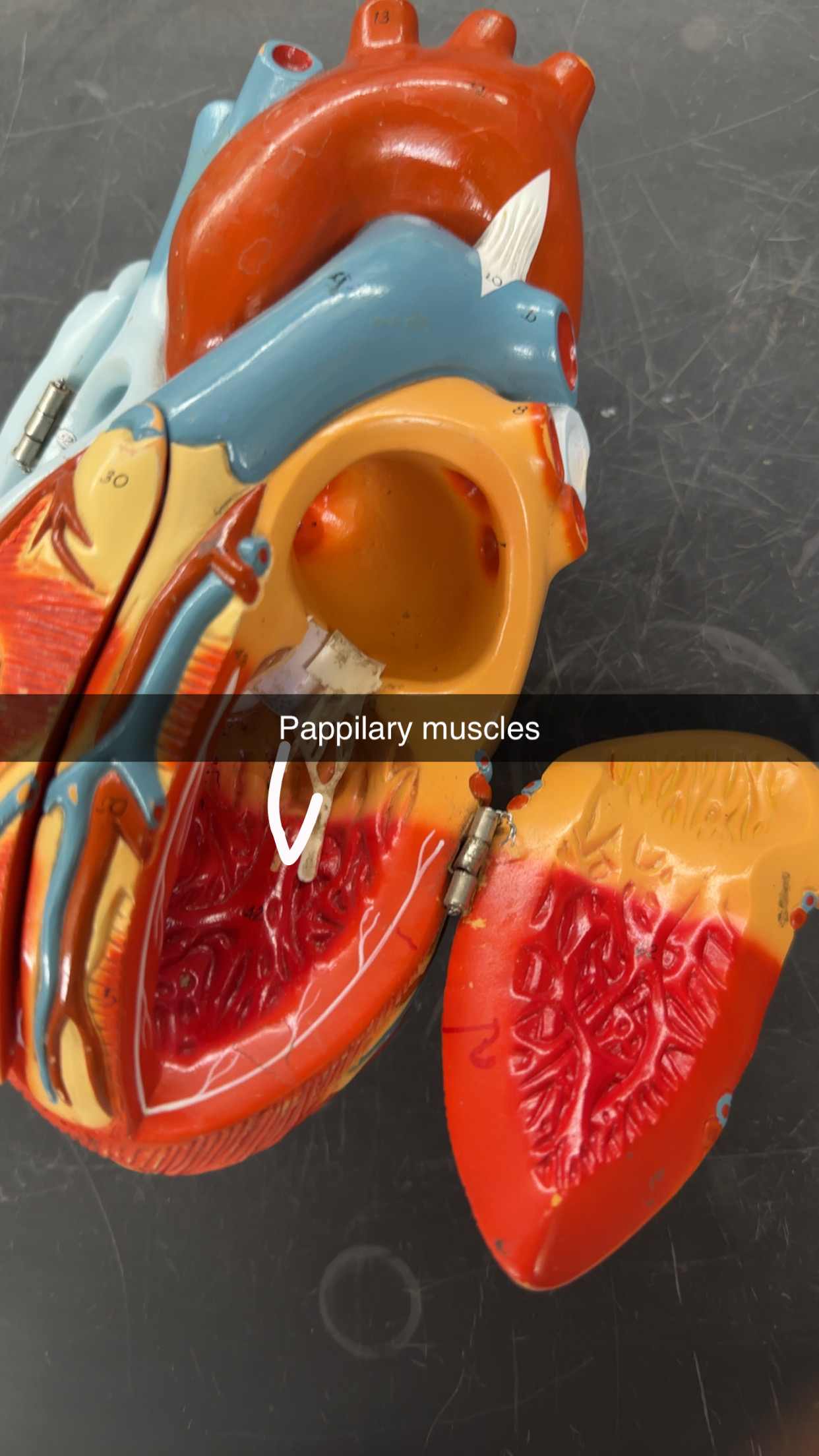 knowt flashcard image