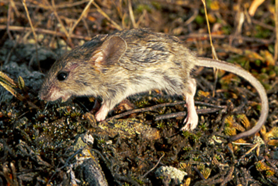 <p>Common name not needed - Up to Family level only</p><p>*Must know skull</p><p>**Skin in lab</p>