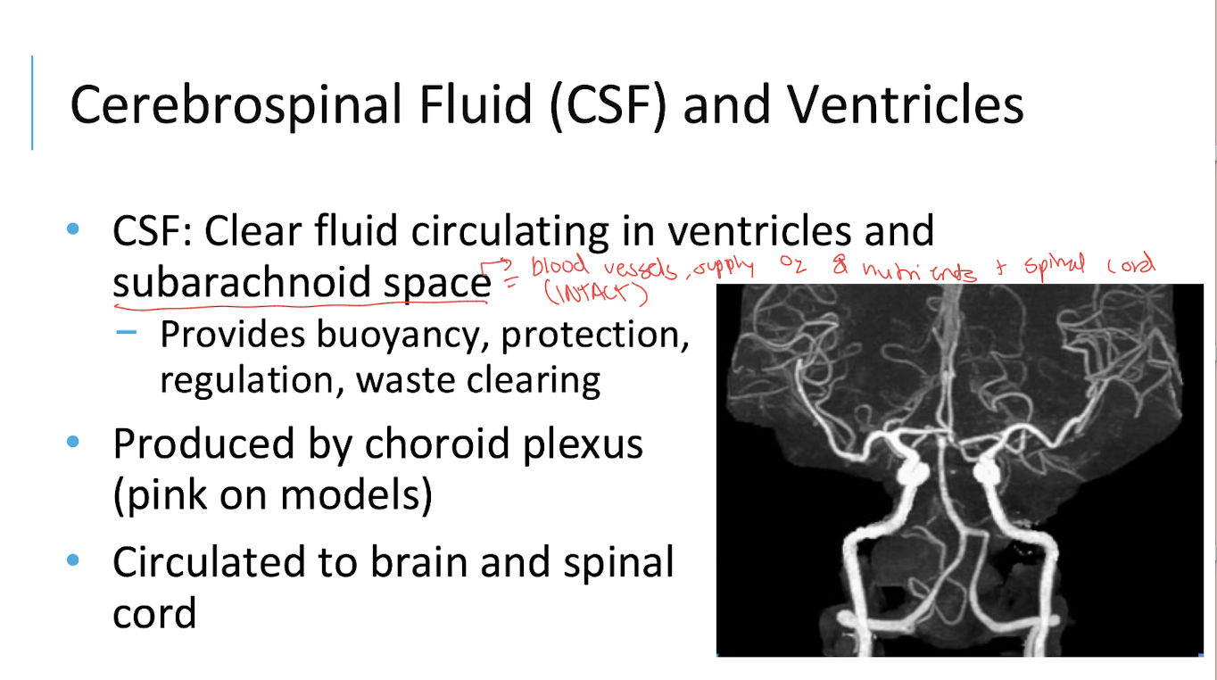 <p>A clear fluid circulating through the ventricles and subarachnoid space.</p>