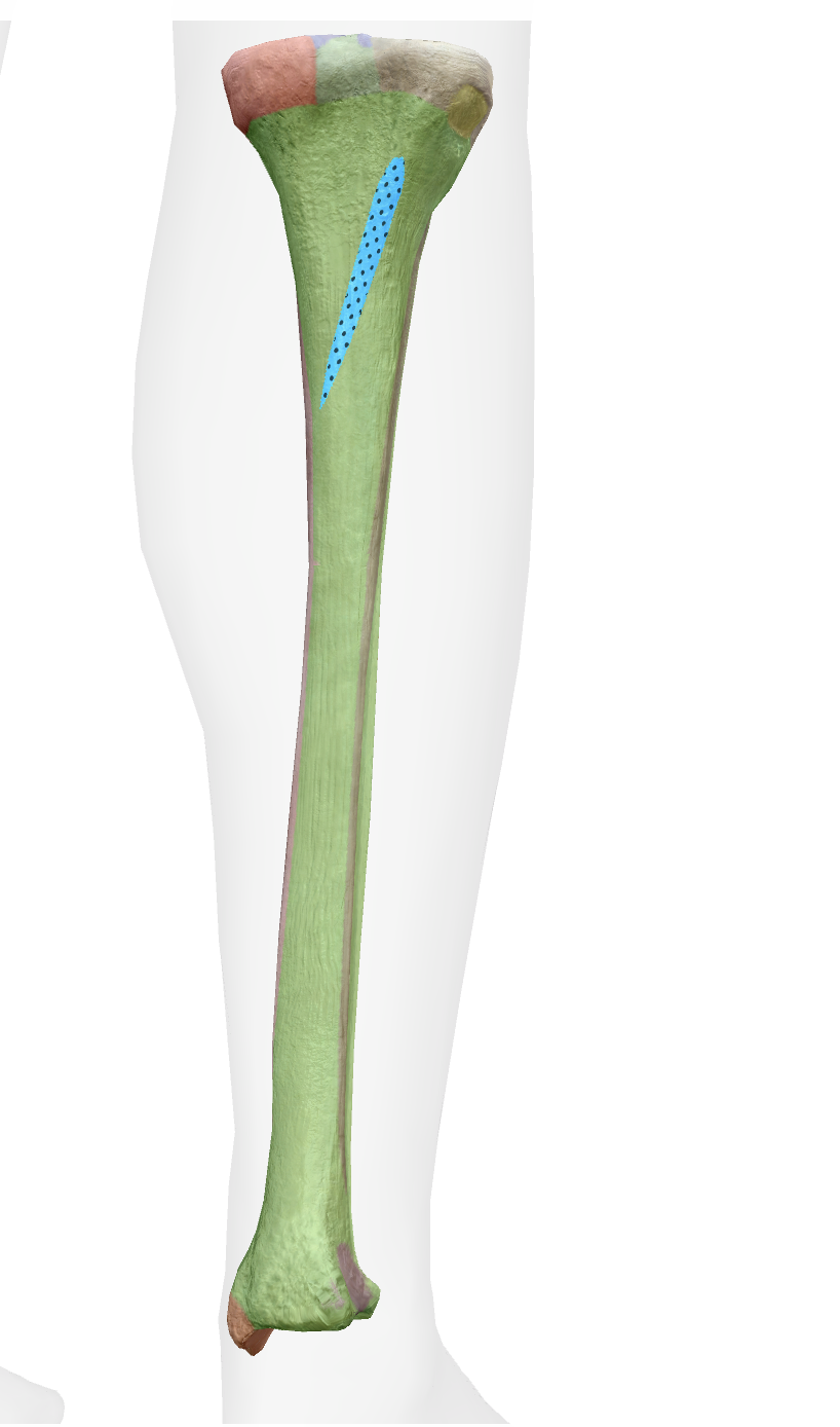 <p>What is this part of the tibia </p>