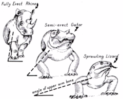 <p>Animals with a sprawling posture can't breath easily while they run. </p><p>Ex. A lizard</p>