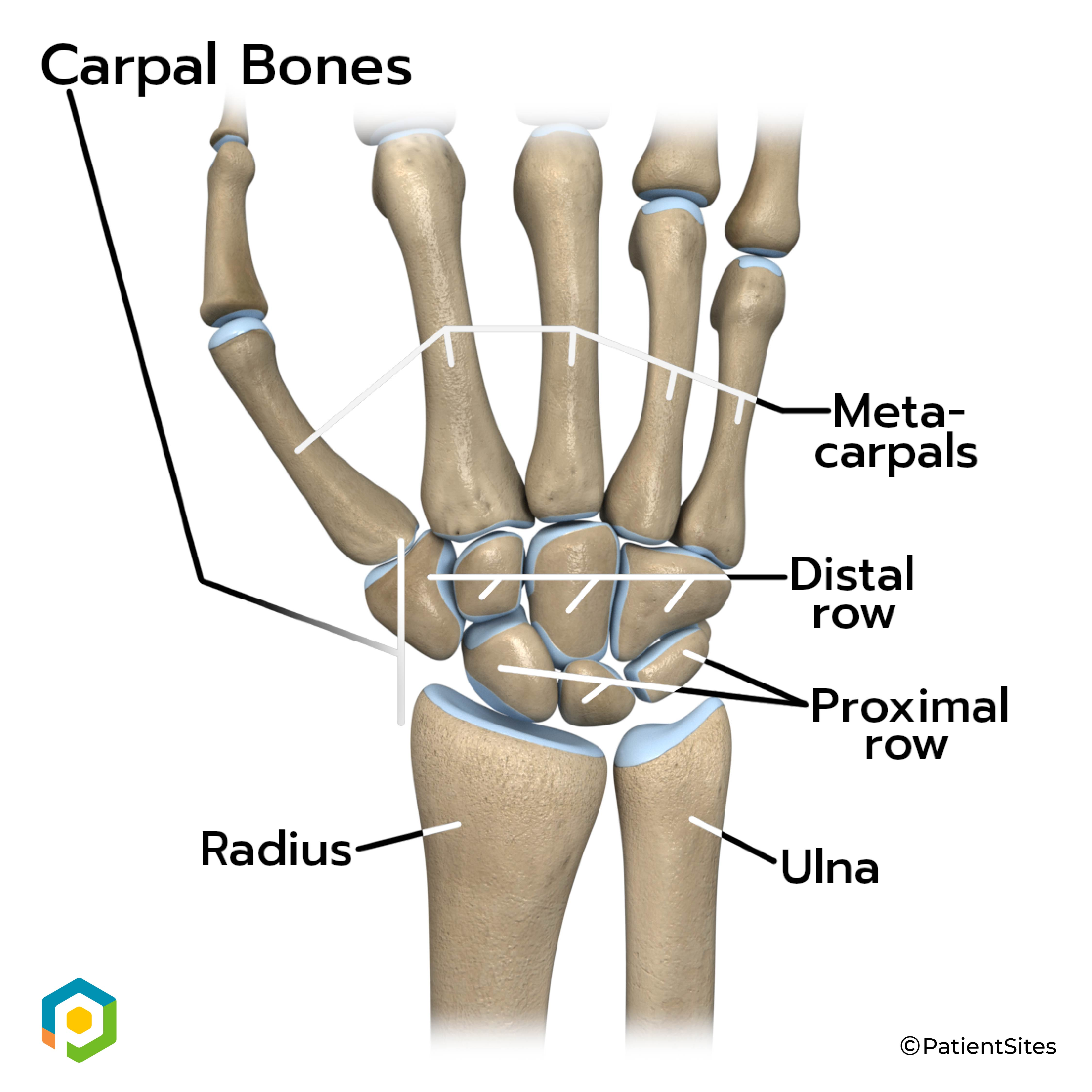 <p><strong>Proximal row</strong> of carpals: LATERAL thumb side to MEDIAL</p>