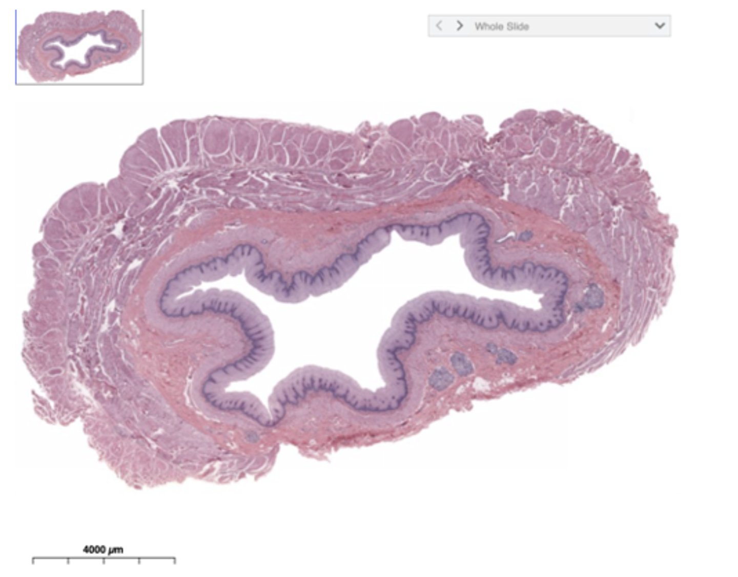 <p>Identify the organ</p>
