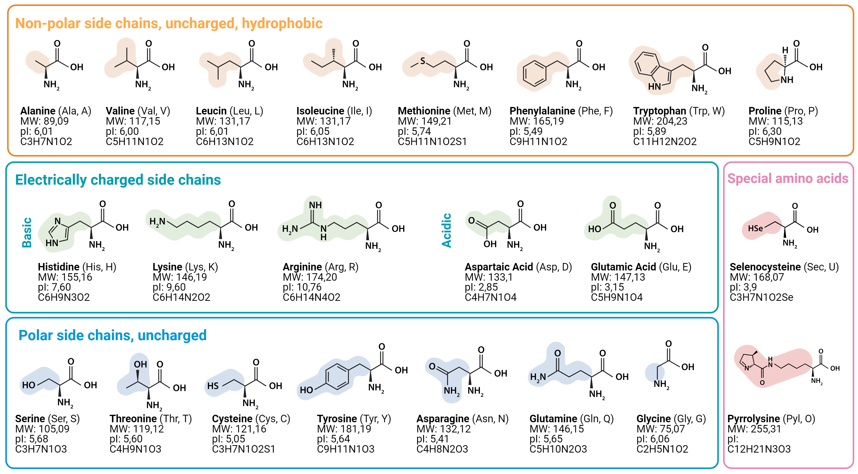 <p>The building blocks of proteins. During translation, amino acids are linked together to form a polypeptide/protein</p>