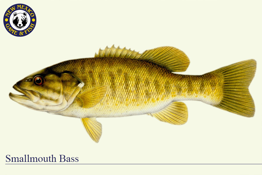 <p>Centrarchidae</p><p>Micropterus dolomieu </p>