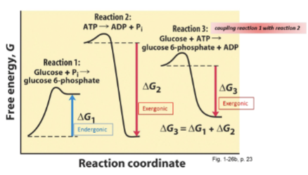<p>An example of direct coupling. Using the common P<sub>i</sub> intermediate (and water). Hydrolyzes ATP in the first step. Phosphorylates Glucose in the second. Overall rxn still negative G due to coupling. </p><ol><li><p>H2O + ATP  <span>→ P<sub>i</sub> + ADP (exergonic: -31)</span></p></li><li><p><span>P<sub>i</sub> + Glucose → G6P and H2O (endergonic: +14)</span></p></li></ol><p></p>