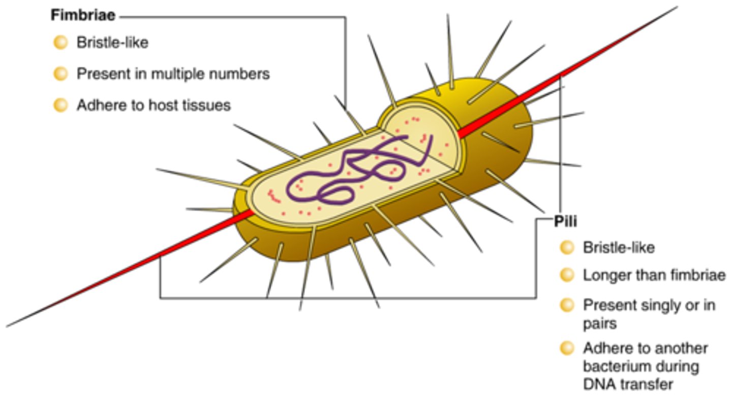 <p>Longer, fewer appendages used for DNA transfer during conjugation and for certain types of motility.</p>