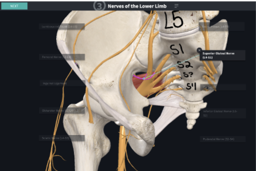 <ul><li><p>Gluteus medius</p></li><li><p>Gluteus minimus</p></li><li><p>Tensor fasia latae</p></li></ul><p></p>