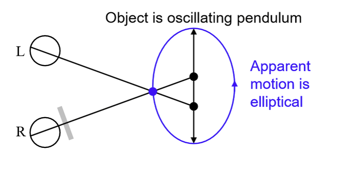 <p>When a swinging object appears to move in an elliptical motion. </p>
