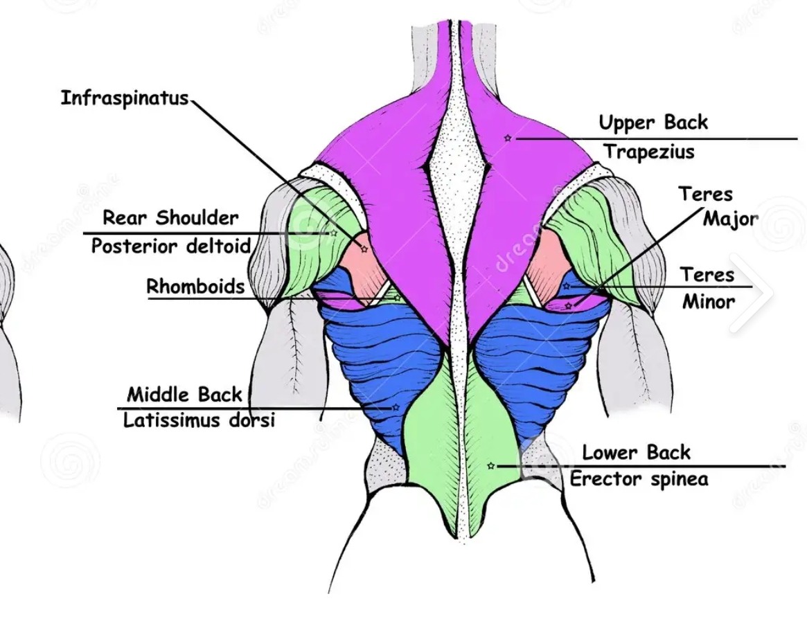 <p>compound row</p><p>muscles: lats, middle traps, posterior delts, rhomboids </p><p>secondary: biceps</p><p>progression: t bar row</p><p>regression: band around feet, seated, row </p>