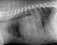 <p>What disease can cause dorsal tracheal deviation?</p>