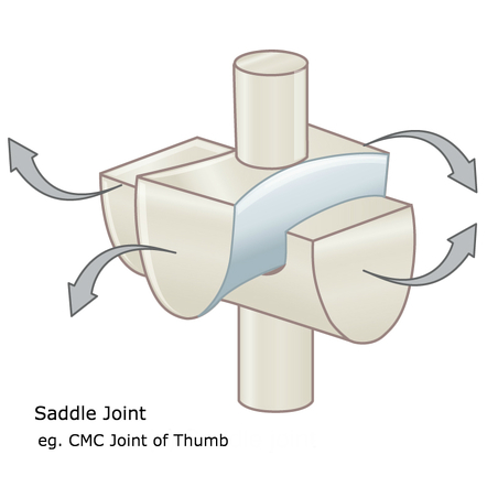 <ul><li><p>biaxial</p></li><li><p>carpometacarpal joints of the thumbs</p></li></ul><p></p>