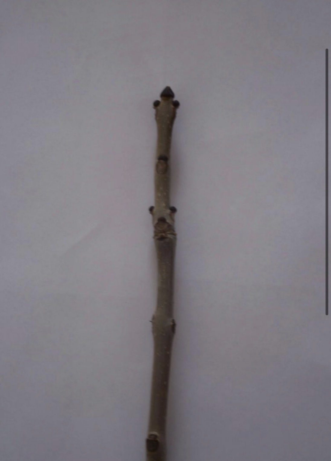 <p>What is this branch?</p>