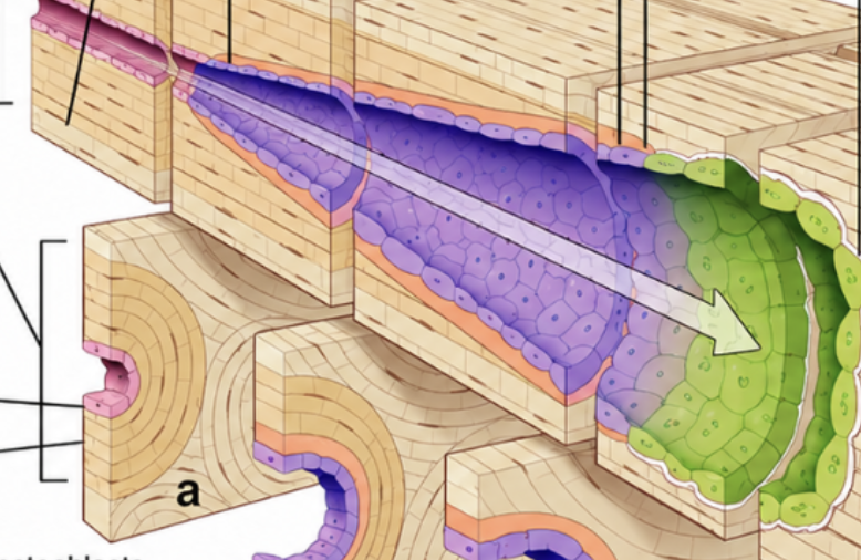 <p>which is the cutting cone and which is the closing cone</p>