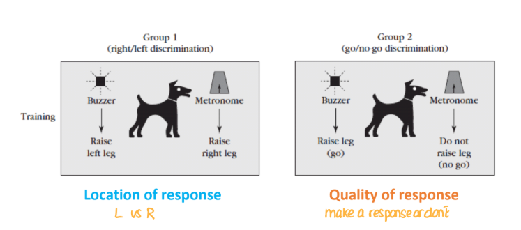 <p>Dobrzecka et al. (1966), from Domjan (2010) Q: Which of two features would control behaviour?</p><ul><li><p>Quality of stimulus</p><ul><li><p>Metronome or Buzzer</p></li></ul></li><li><p>Location of stimulus</p><ul><li><p>In front or behind animal</p></li></ul></li></ul><p></p>