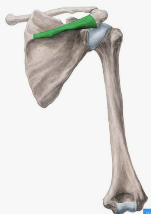 <p>Which bone is this?</p>